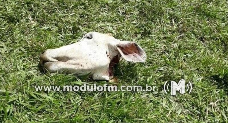Criminosos invadem fazenda e matam vaca para furtar carne...