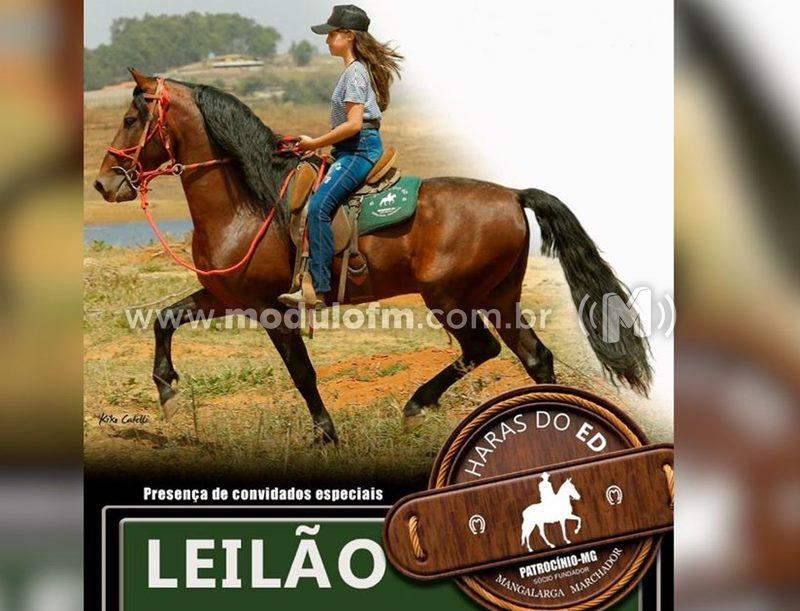 Leilão do Haras do Ed será realizado neste sábado...