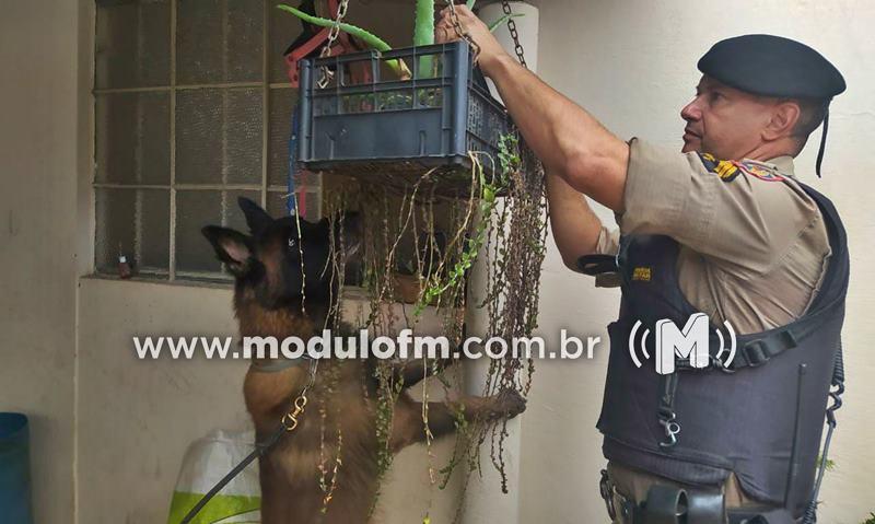 Jovem de 18 anos acaba preso após esconder droga em tijolo e vaso de planta no bairro Morada Nova