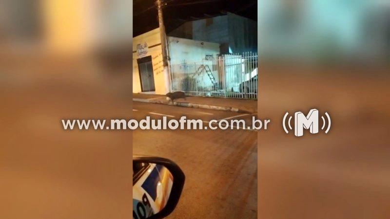Policial registra cena inusitada: Capivara é flagrada andando pelas...