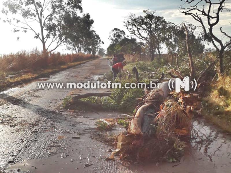 Temporal com ventos intensos derruba árvores e provoca interdição...