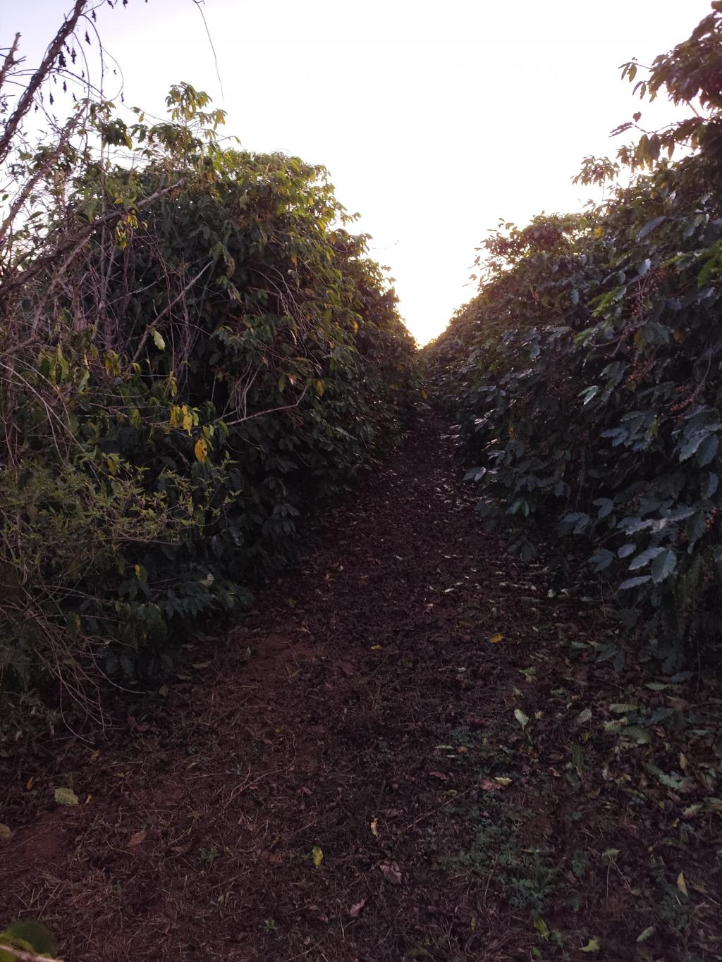Imagem 1 do post Idoso desaparecido em Monte Carmelo é encontrado morto em fazenda de café