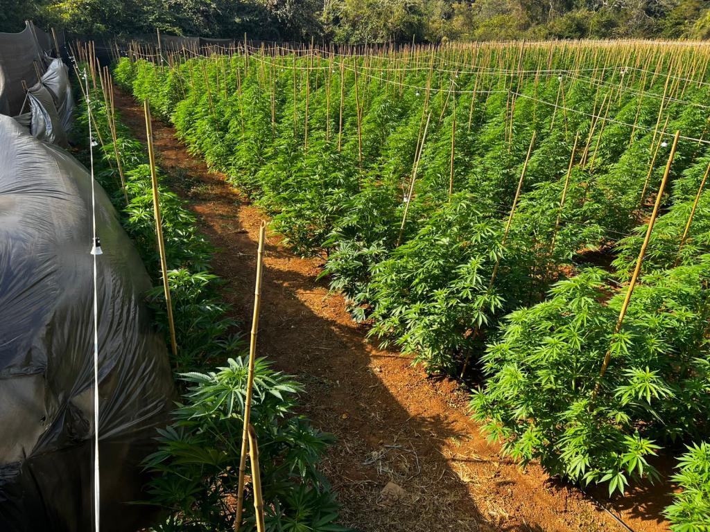 Polícia Civil prende dois responsáveis por plantação de maconha entre Patrocínio e Coromandel Polícia Civil prende dois responsáveis por plantação de maconha entre Patrocínio e Coromandel