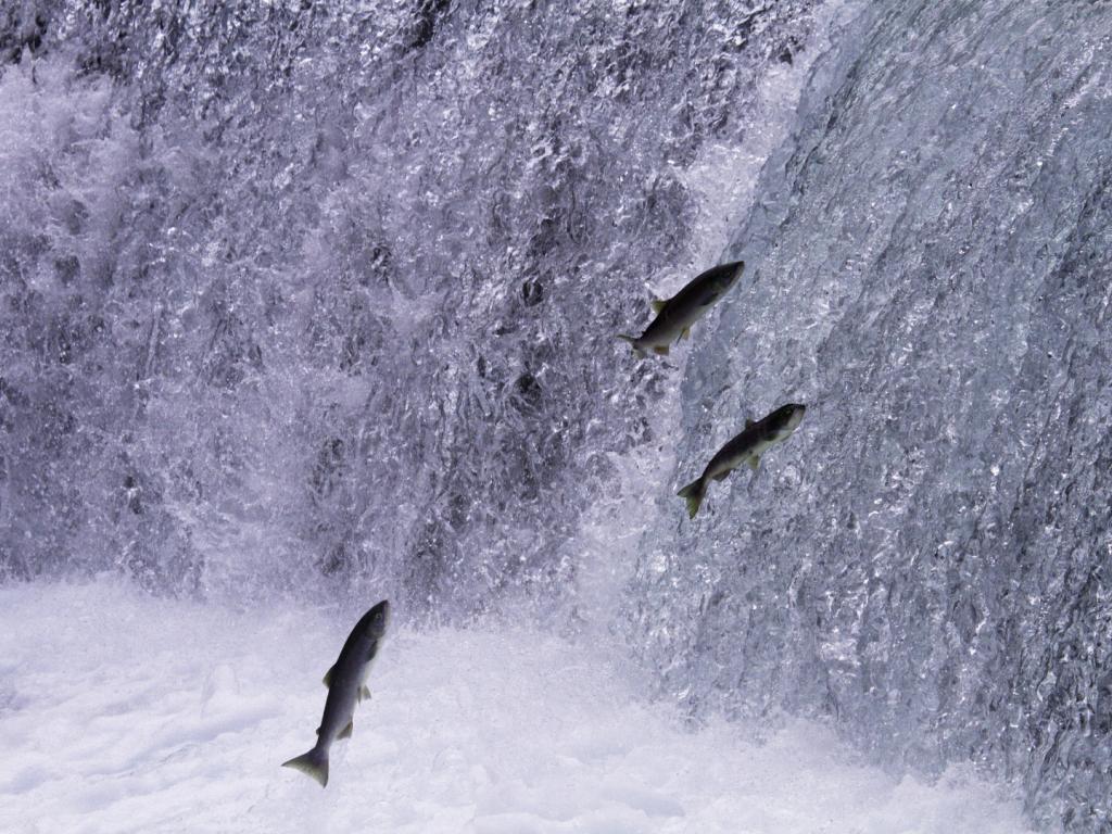 Piracema começa hoje em Minas e proíbe pesca de peixes nativos até fevereiro de 2026 Piracema começa hoje em Minas e proíbe pesca de peixes nativos até fevereiro de 2026