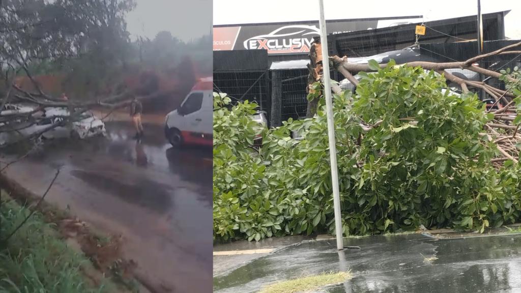 Forte chuva derruba árvore sobre veículo na MG-230 e família sai ilesa; temporal também provoca quedas de árvores e danos por toda a cidade