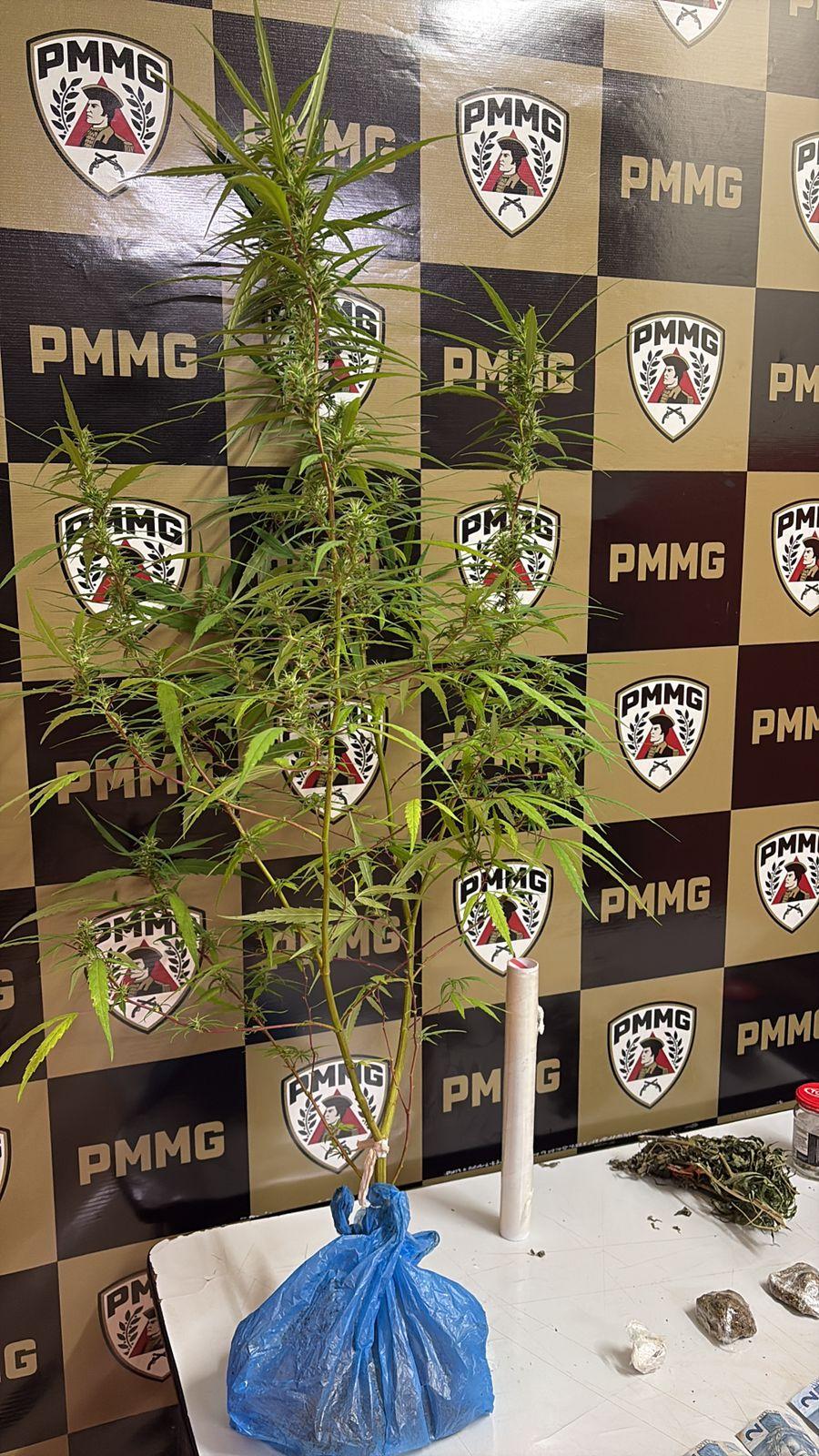 Imagem 1 do post Denúncia anônima leva à apreensão de pé de maconha e prisão por tráfico em Coromandel