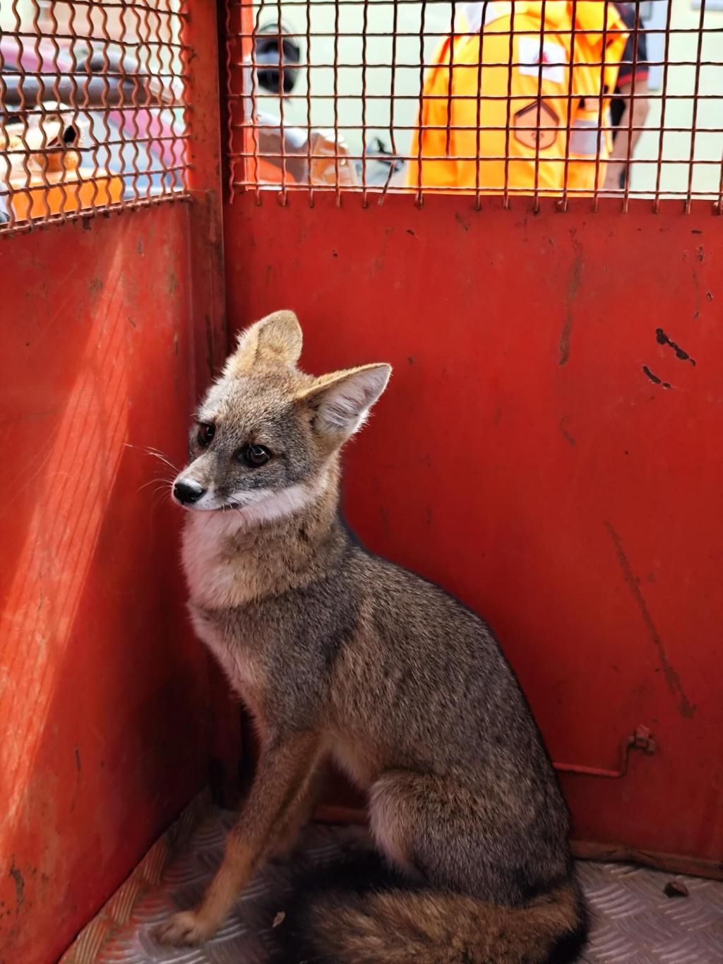 Raposa é capturada em oficina e devolvida à natureza em Patrocínio